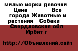 милые иорки девочки › Цена ­ 15 000 - Все города Животные и растения » Собаки   . Свердловская обл.,Ирбит г.